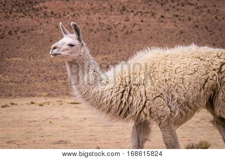 Alpaca in Altiplano. Lamas and alpacas are very popular in Bolivia and Peru for their wool and meat
