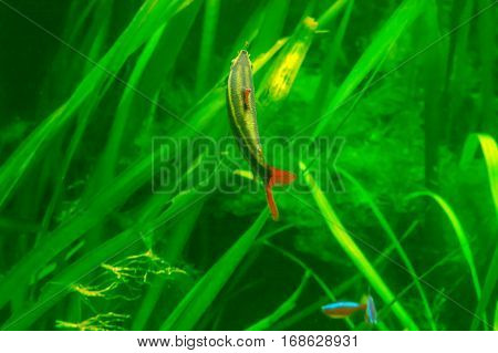 Fish in an aquarium fish in an aquarium on green background