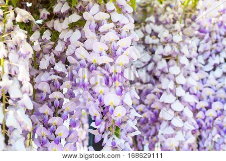 wisteria closeup holiday birthday spring flower background