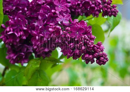 Fragrant lilac flowers bloom in spring outdoors in spring day