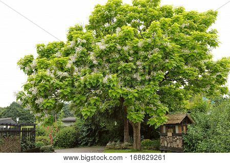 Tree with large white flowers Catalpa Bignonioides