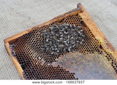 Bees starve to death in winter. Bees death