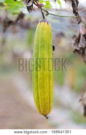Luffa gourd plant in garden luffa cylindrica