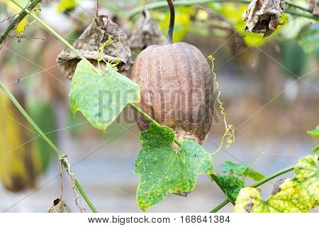 Luffa gourd plant in garden luffa cylindrica