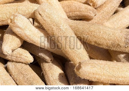 Dry Luffa Cylindrica healthy organic natural background