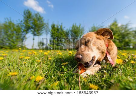 Dog laying outside in the dandelions and is chewing on bone