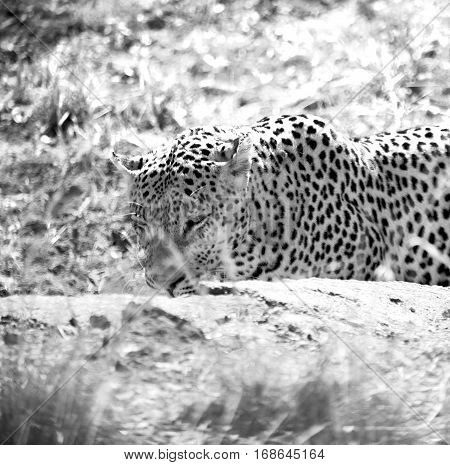 In South Africa Kruger Natural Park Wild Leopard