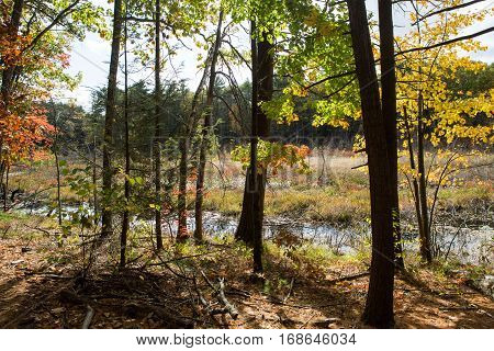 Forest next to the Walden Pond in Massachusetts in autumn