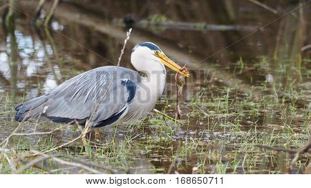 Grey heron catches a frog - Ardea cinerea