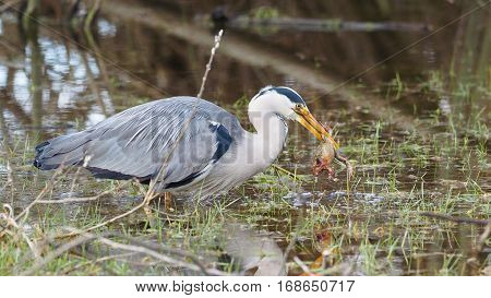 Grey heron catches a frog - Ardea cinerea