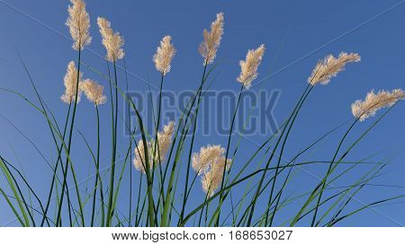 Rendered ryegrass in front of blue sky