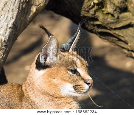 Portrait of deser lynx - Caracal caracal