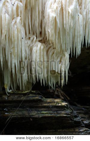 Sehr seltene und geheimnisvollen Pilz Hericium Flagellum in berühmten tschechischen Nationalpark Sumava - Europa