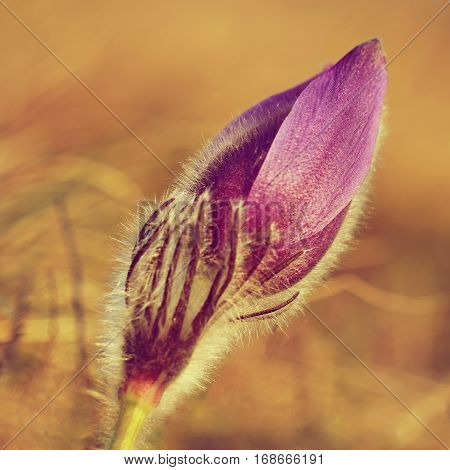 Spring flowers. Beautifully blossoming pasque flower and sun with a natural colored background. (Pulsatilla grandis)