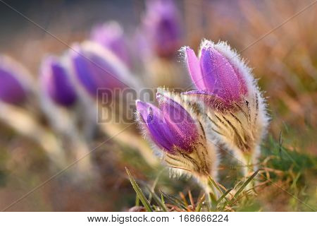 Spring flowers. Beautifully blossoming pasque flower and sun with a natural colored background. (Pulsatilla grandis)