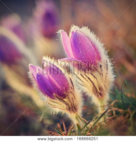 Spring Flowers. Beautifully Blossoming Pasque Flower And Sun With A Natural Colored Background. (pul