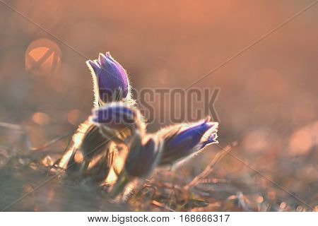 Spring Flowers. Beautifully Blossoming Pasque Flower And Sun With A Natural Colored Background. (pul