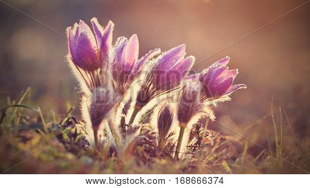 Spring Flowers. Beautifully Blossoming Pasque Flower And Sun With A Natural Colored Background. (pul