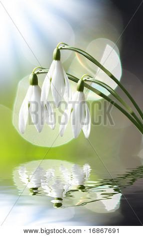Sněženky (Galanthus nivalis)