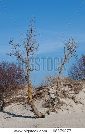 Bare trees on the beach of Zelenogradsk (Cranz) resort in spring time. Kaliningrad region Russia.
