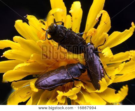 Tre Byturus Tomentosus Hieracium murorum fiore