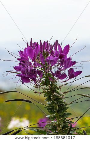 Violet Spider flower - Cleome hassleriana in the garden on blur background