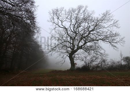 Tree on the field in the gray fog so cold in February