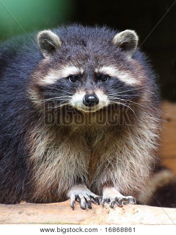 Mård (Procyon lotor) kansallispuiston metsän - Saksa Euroopassa