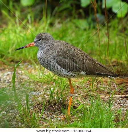Milli Park Bavarian Forest - Almanya Avrupa Redshank (Tringa totanus)