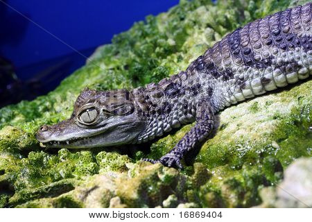Mladí Caiman