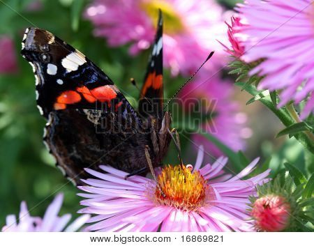 Red Admiral - Vanessa atalanta på en efterårs blomst Aster Dumosus - ekstremt tæt op
