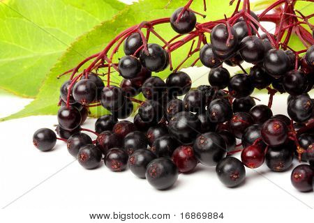 Sambucus nigra - Elder - The flowers and berries are used most often medicinally against flu and fever, angina, etc.