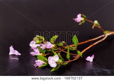 Pink flowers of a Labrador tea on a black vintage background. Close up small depth of sharpness
