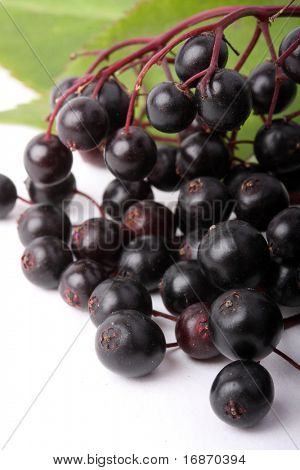  Sambucus nigra - Elder - The flowers and berries are used most often medicinally against flu and fever, angina, etc.