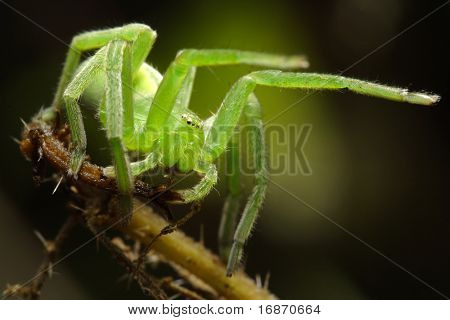 Den grønne huntsman spider (Micrommata virescens) kvindelige. Det ikke opbygge en web, og jager insekter jeg