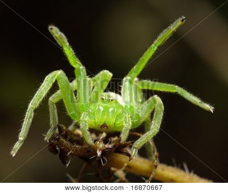 Den grønne huntsman spider (Micrommata virescens) kvindelige. Det ikke opbygge en web, og jager insekter jeg