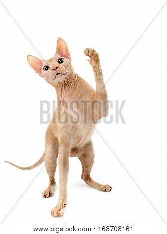 cat Sphynx Canadian close up isolated on white background