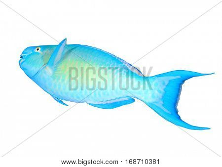 Fish isolated. Parrotfish on white background.