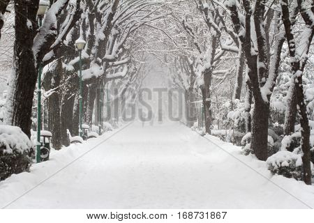 horizontal front view of people walking in a city park alley with trees and snow in winter time