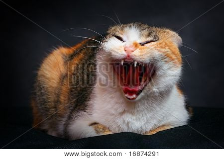 Miaowing kočka na černém pozadí. Studio záběr. Skvělá volba pro kalendář.