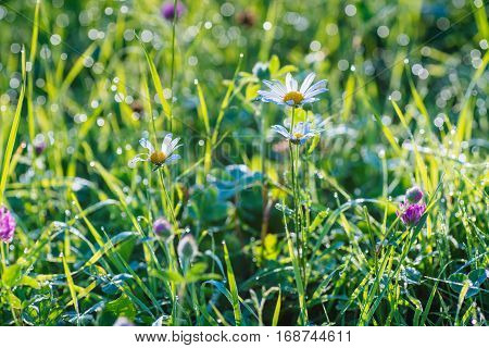 green grass and flowers with morning dew, close-up