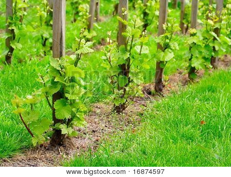 Young grapevine in the spring. Teleobjective shot with shallow DOF.