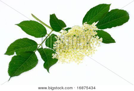 Sambucus nigra - Elder - The flowers and berries are used most often medicinally.