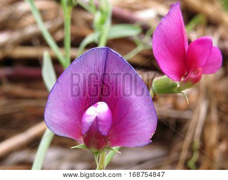 Native Sweet Pea pink flower growing wild in Australian bush park