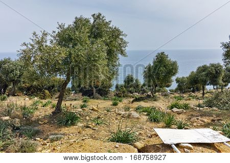 Olive trees near Giola Natural Pool in Thassos island, East Macedonia and Thrace, Greece