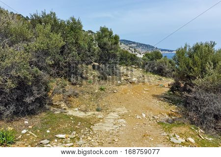 Olive trees near Giola Natural Pool in Thassos island, East Macedonia and Thrace, Greece