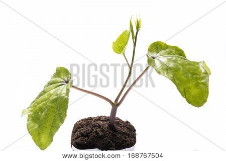 Green moonflower(Ipomoea alba) sprout growing on plastic pot over white