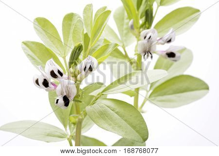 Striped two tone color broad bean flowers in front of white background