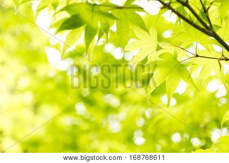Green maple leaves(Acer palmatum var. amoenum) in front of green blurs