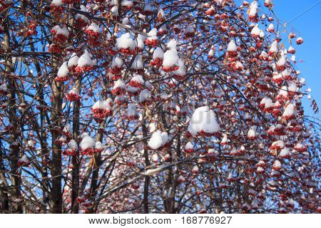 Beautiful branches mountain ash covered with snow over blue sky background.